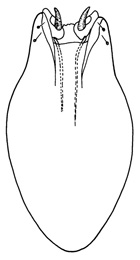 penicillatus